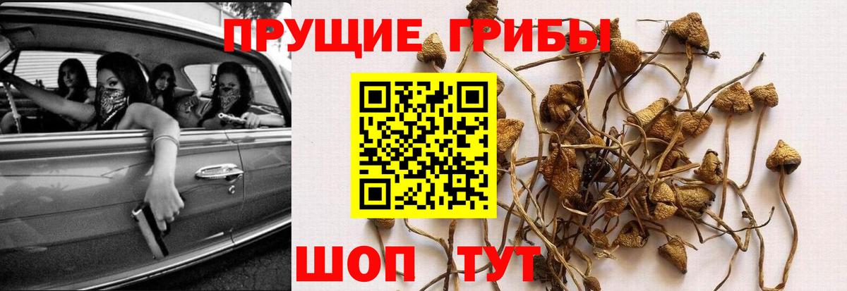 Псилоцибиновые грибы Cubensis Светлоград